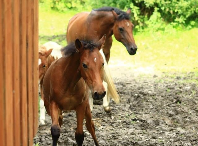 Jazda Konna i Hipoterapia
