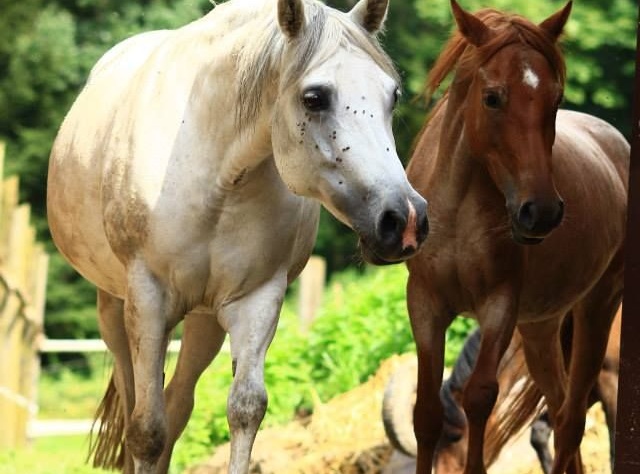 Jazda Konna i Hipoterapia